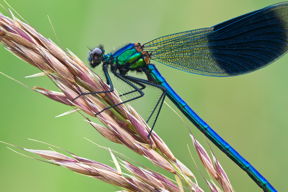 Banded Demoiselle male 7